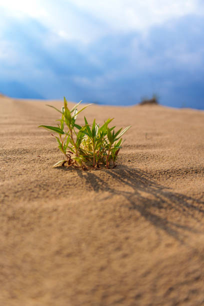 istock Small plant growing in sand dune under cloudy sky 2168757018