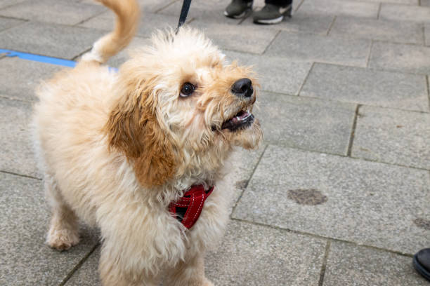 istock A very cute scruffy brown Cockapoo dog being taken for a walk 2168757561