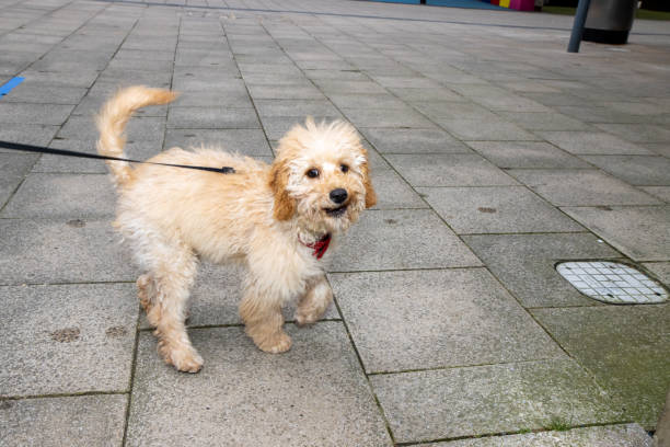 istock A very cute scruffy brown Cockapoo dog being taken for a walk 2168757588
