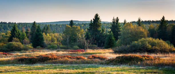 istock Boggy Forest with blueberry bushes in Autumn 2168757810