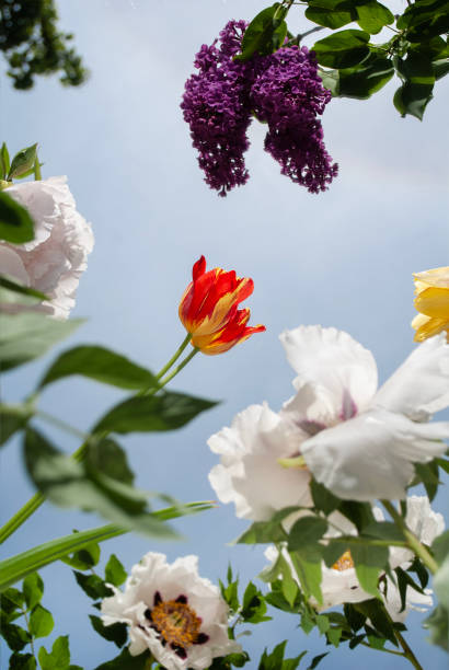 Reflection of flowers in a mirror with a bright sky