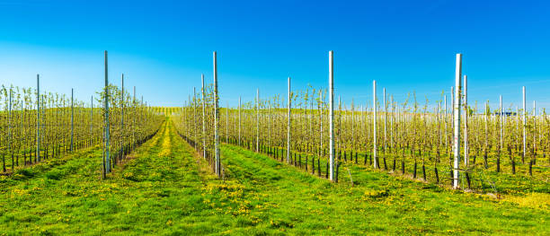 istock Endless Plantation of Apple Trees in Spring under Blue Sky 2168759985