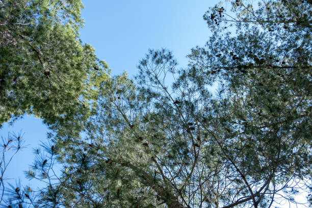 istock Close-up of green pine branches with yellow cones during spring time while it is still young , showcasing the intricate details of the needles and the vibrant colors against a soft-focus background 2168760194