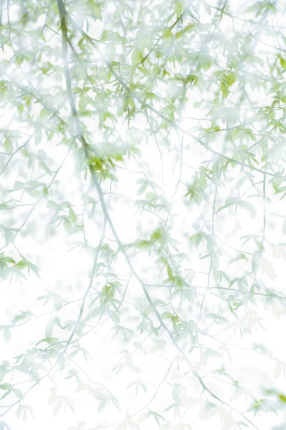 istock High-Key background of Beech Tree Twig in Spring 2168760319