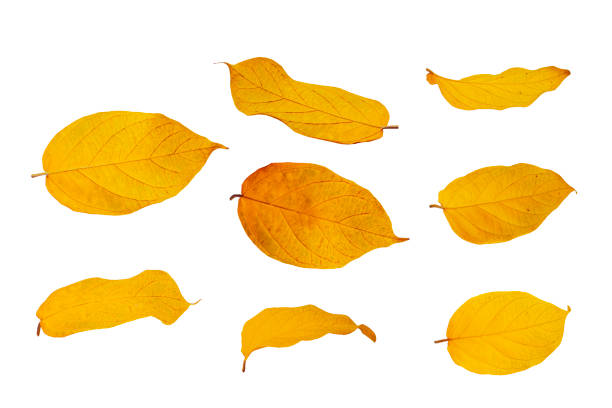 istock Autumn leaves isolated on white background 2168760437