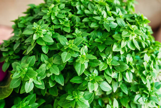 Free picture: basil, mint, plant, leaf, herb, food, vegetable, nature