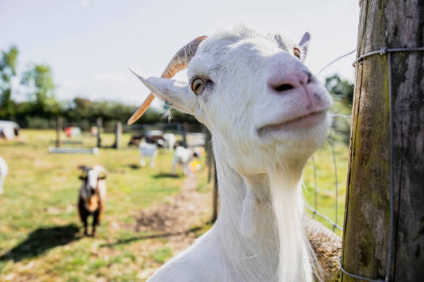 istock Close-up of a goat 2168761161