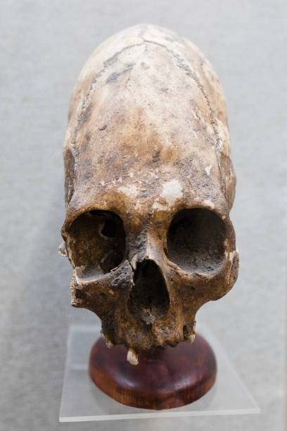 istock Elongated skull of an ancient Scythian 2168761318