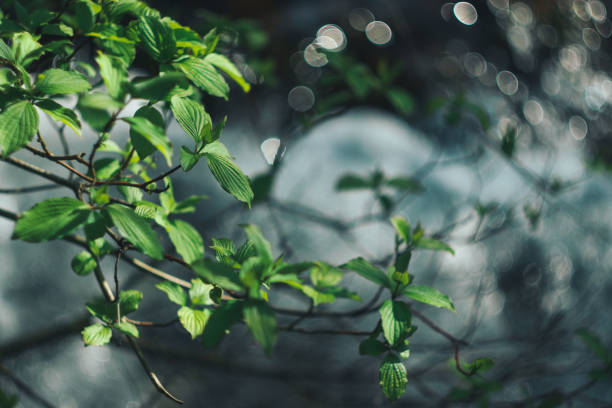 istock Branch and Green Leaves with a Blurry Natural Bokeh Background Effect in Sunlight 2168765501