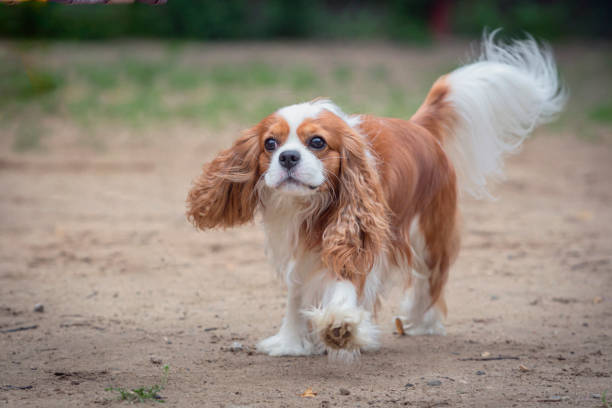 istock Cavalier King Charles Spaniel on a walk in the park, playing on a sandy field 2168765591