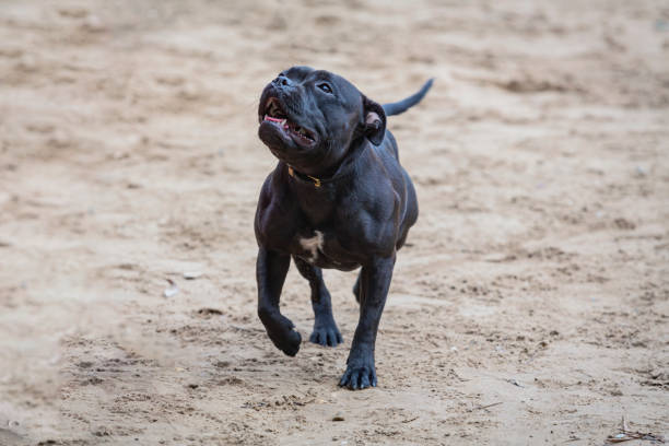 The Staffordshire Bull Terrier,  is a purebred dog of small to medium size in the terrier group that originated in the northern parts of Birmingham and in the Black Country of Staffordshire, for which it is named