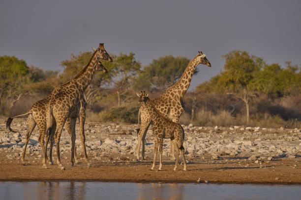 istock Group of Giraffe at a waterhole 2168767036