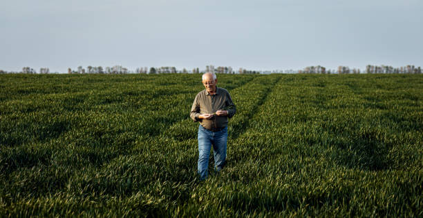 istock Senior farmer walking in wheat field. 2168768381
