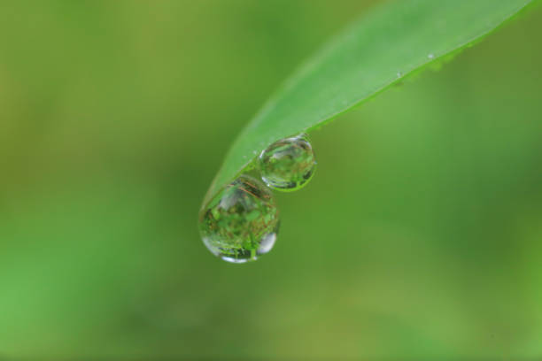 Rose leaf with rain drops