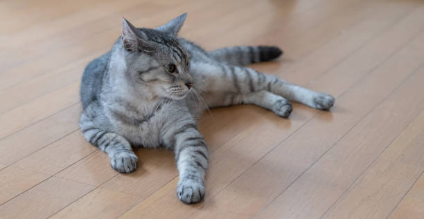 istock The gaze of a lying cat 2168771528