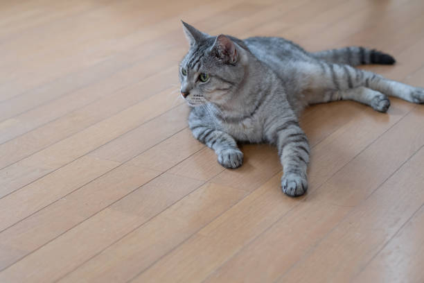 istock The gaze of a lying cat 2168771614