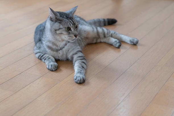 istock The gaze of a lying cat 2168771660
