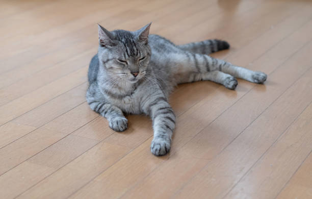 istock The gaze of a lying cat 2168771670