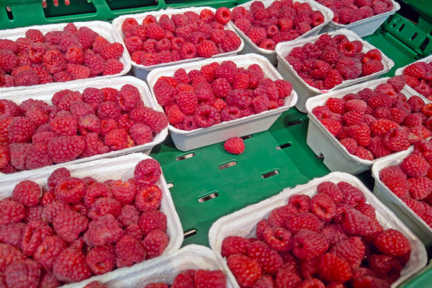 Vibrant, fresh raspberries displayed in eco-friendly containers are arranged on a green market stall, their bright red color and freshness. ideal for summer recipes, healthy snacking, or adding a burst of flavor to desserts.