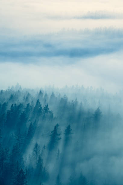 istock View over Mystic Foggy Forest at Dawn 2168774194