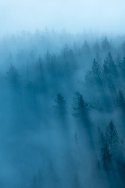 istock View over Gloomy Foggy Forest at Dawn 2168774423