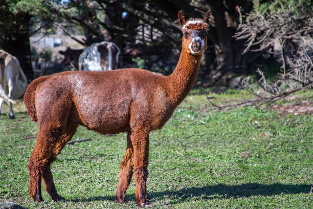 istock Sheared red alpaca grazing on green meadow, farm life 2168774574