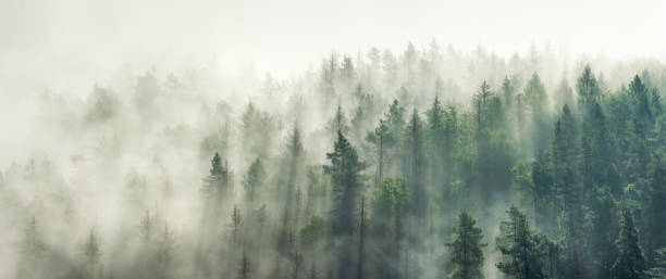 istock Panoramic view of forest with morning fog 2168774599