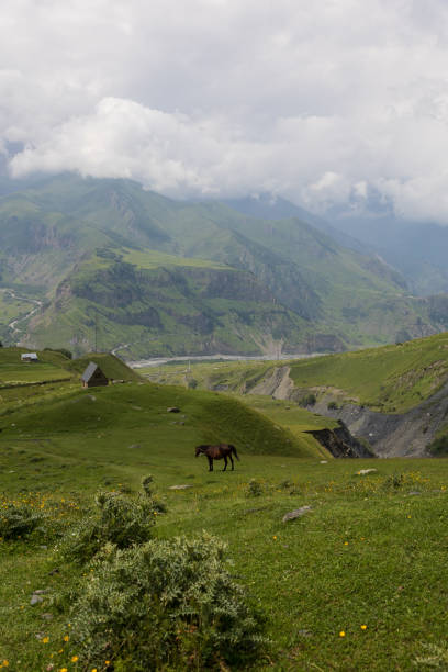 istock Horses high in the mountains, green hills and clouds 2168774919