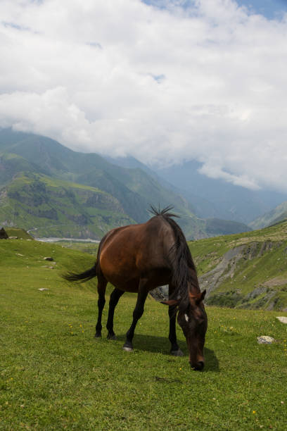 istock Horses high in the mountains, green hills and clouds 2168774973