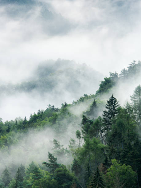 istock Smoking Hills, Fog Rising from Forest 2168775199