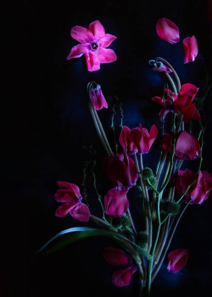istock pink cyclamen flowers on dark background 2168775399