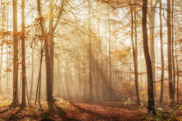 istock Beautiful Sunny Beech Forest with Fog in Autumn 2168778357