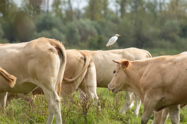 istock natural grazing by Charolais cows in National Park ''De Biesbosch'' 2168778674