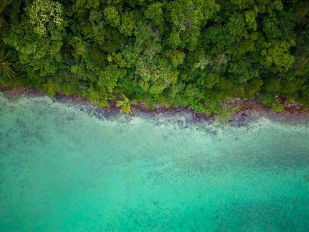 istock Aerial view sea beach wave white sand beach with green tree forest 2168780111