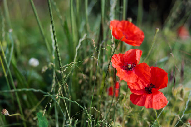 Red poppy growing uncultivated in the field grass, springtime in the nature, selective focus