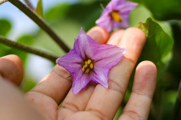 istock Hand Holding Vibrant Purple Eggplant Flower 2168780698