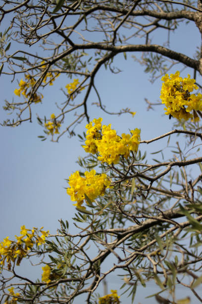istock Yellow Tabebuia Aurea Flowers Blooming Against Blue Sky 2168782692