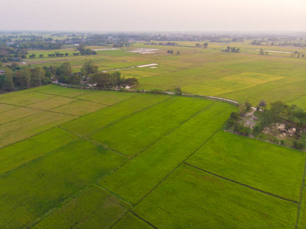 istock Green rice plantation field sunset light agricultural 2168783926