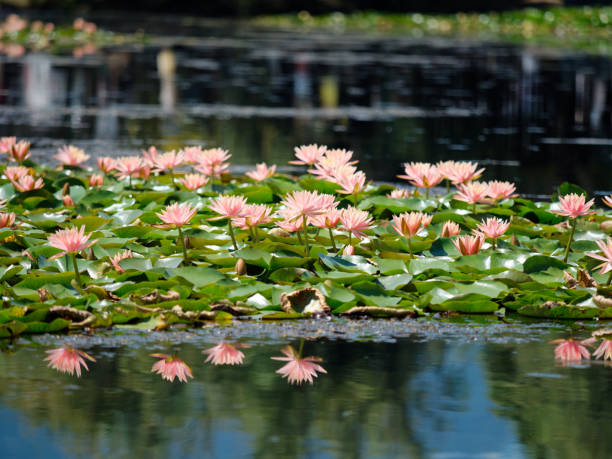 Free Stock Photo of Pink Water Lily Blooming in Pond With Lily Pads ...