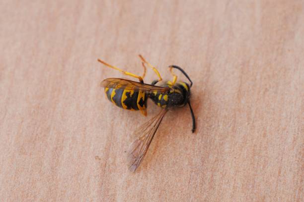 A dead wasp lying on a wooden surface, closeup shot.