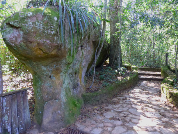 istock The roots grow into the rock 2168788310