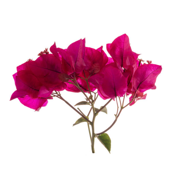 istock Bougainvillea flower isolated on white background, with clipping path. 2168794047