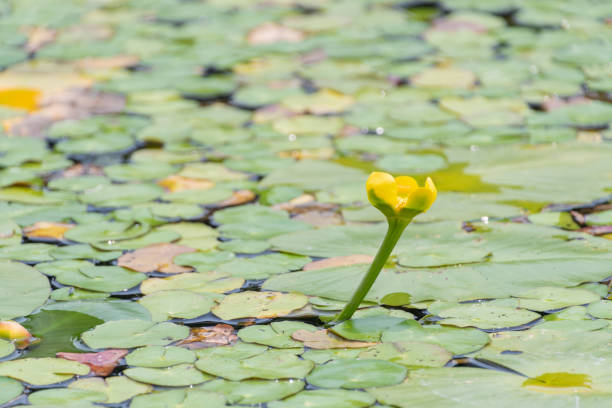 istock Solitary Yellow Water Lily Bloom 2168794721