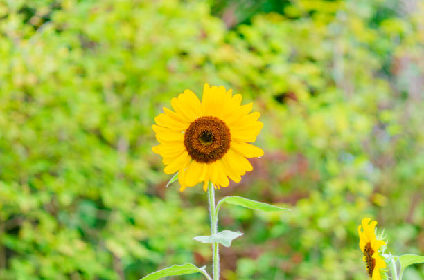 A bright, solitary sunflower stands tall against a blurred green background, radiating the essence of summer. Its golden petals and vibrant brown center create a captivating contrast, symbolizing strength and resilience in nature.