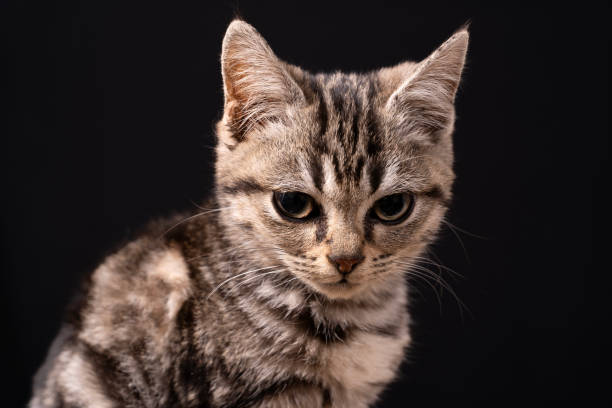 istock A cute little cat in the background 2168794942