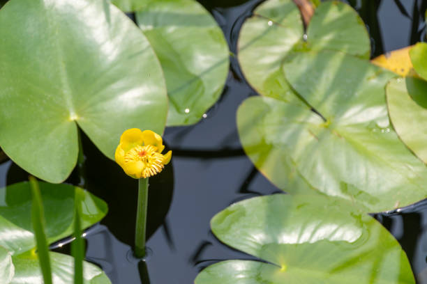 istock Solitary Yellow Water Lily Bloom 2168796087