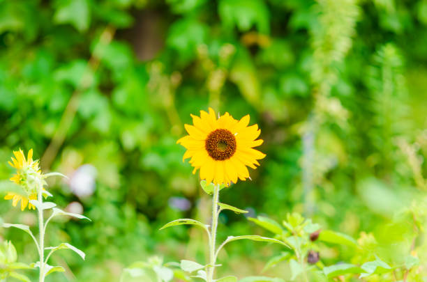 A bright, solitary sunflower stands tall against a blurred green background, radiating the essence of summer. Its golden petals and vibrant brown center create a captivating contrast, symbolizing strength and resilience in nature.