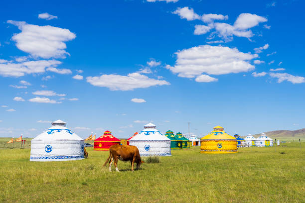 Mongolian yurt on the grassland，Cows and yurts under the blue sky and white clouds Cattle and yurts on the grassland