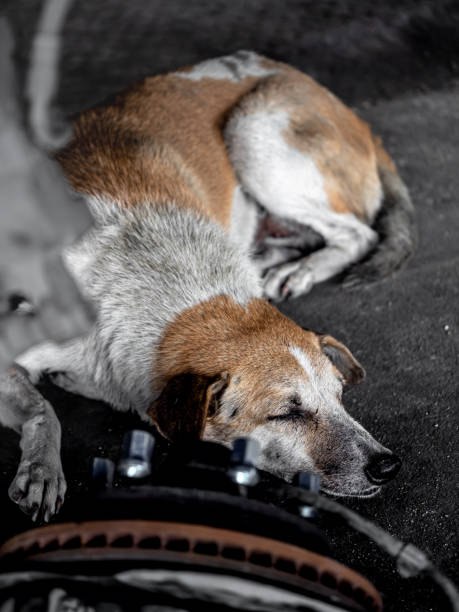 A stray dog sleeps on the floor in a garage