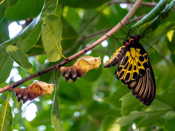 istock A golden birdwing butterfly has just emerged from her chrysalis 2168799575